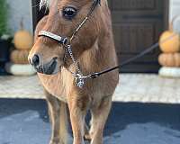 mini-pony-miniature