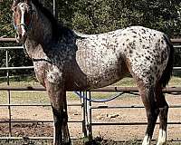 future-fortunes-appaloosa-horse