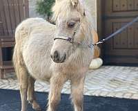 buckskin-fell-pony-colt
