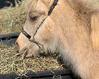 buckskin-amha-amhr-pony