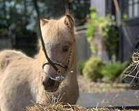 show-fell-pony