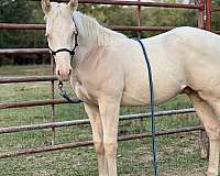 perlino-white-star-on-forehead-horse
