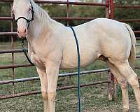 perlino-quarter-horse-weanling