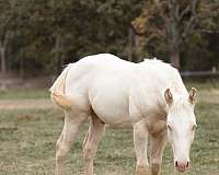 perlino-weanling
