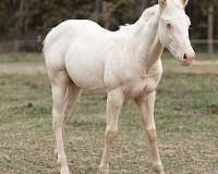 stud-weanling