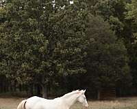driftwood-weanling