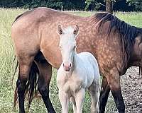 perlino-aqha-weanling