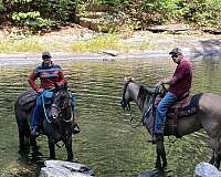 quarter-horse-for-sale
