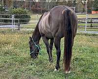 quarter-horse