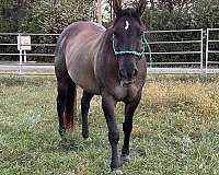 quarter-horse-gelding