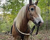 chestnut-dapple-horse