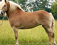 dapple-horse