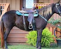 rodeo-queen-rocky-mountain-horse