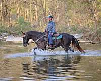 show-experienc-rocky-mountain-horse