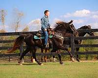 chocolate-show-experienc-horse