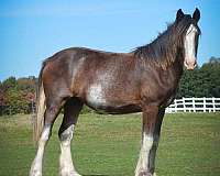 bay-roan-drum-horse