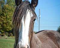 beautifully-built-drum-horse
