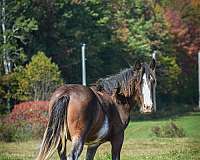 built-drum-horse