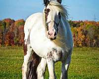 and-for-the-farrier-drum-horse