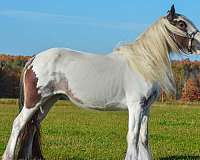 bay-roan-tobiano-drum-horse