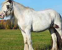 best-drum-horse