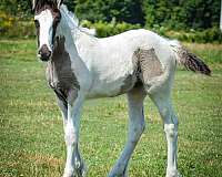 confidence-drum-horse
