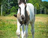 conformation-drum-horse