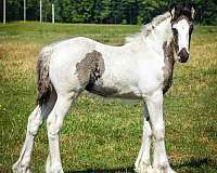 clear-drum-horse
