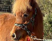 chestnut-shetland-pony-filly