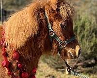 chestnut-companion-flashy-horse