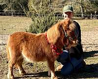 companion-flashy-shetland-pony
