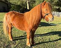 beginner-shetland-pony