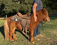 driving-shetland-pony