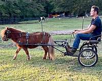 companion-shetland-pony