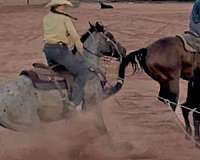blue-roan-none-horse