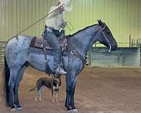 anything-quarter-horse