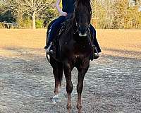all-around-quarter-horse