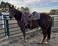athletic-quarter-horse