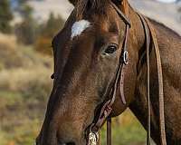 quarter-horse-gelding
