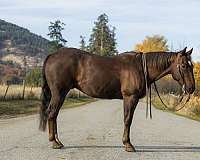 quarter-horse-for-sale