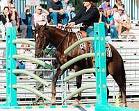 quarter-horse