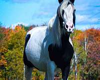 broodmare-drum-horse