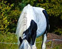 easy-to-handle-drum-horse