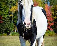 excellent-drum-horse