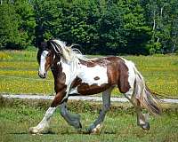 adults-drum-horse