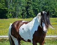 anyone-drum-horse