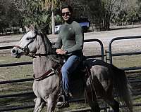 paso-fino-gelding