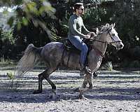 paso-fino-horse-for-sale