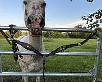 poa-gelding