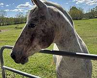 anything-poa-horse